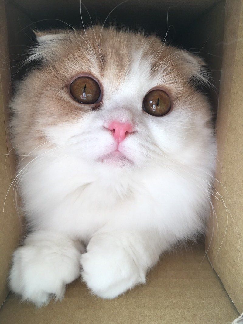 Kitten Days
