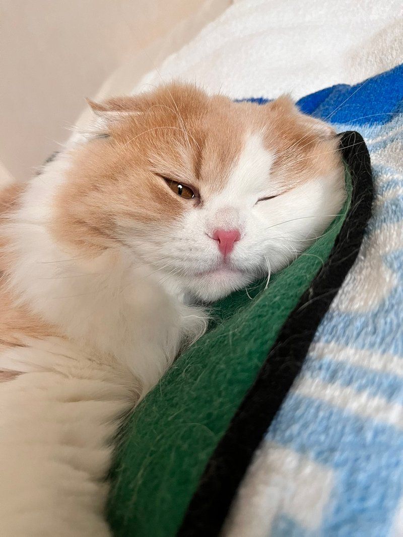 Komako giving a sleepy wink while nestled in a soft blue and white blanket