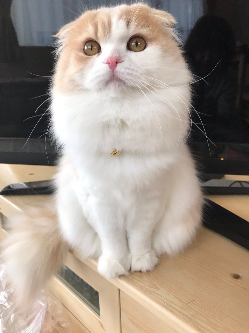 Komako sitting perfectly upright in a classic pose, with bright eyes and perfect posture