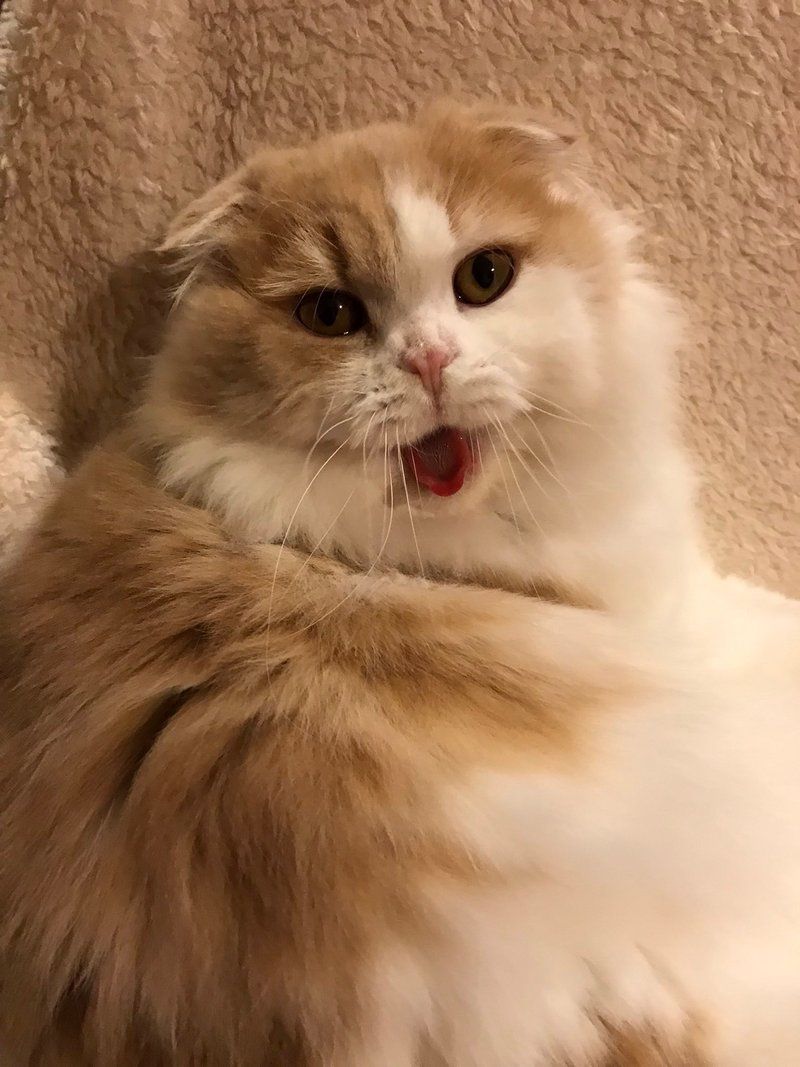 Komako in a dignified, royal-like pose showing her majestic nature