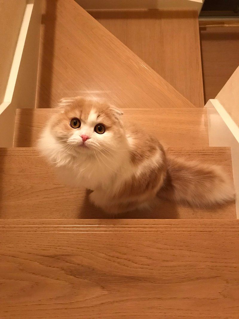 Komako captured in a perfect, photogenic moment