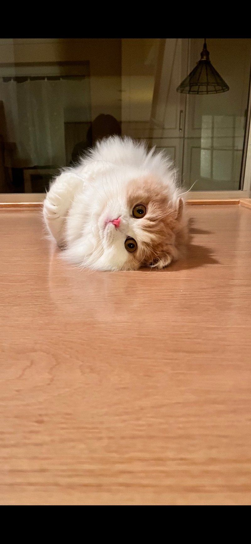 Komako lying comfortably on her side on wooden flooring, looking relaxed and content