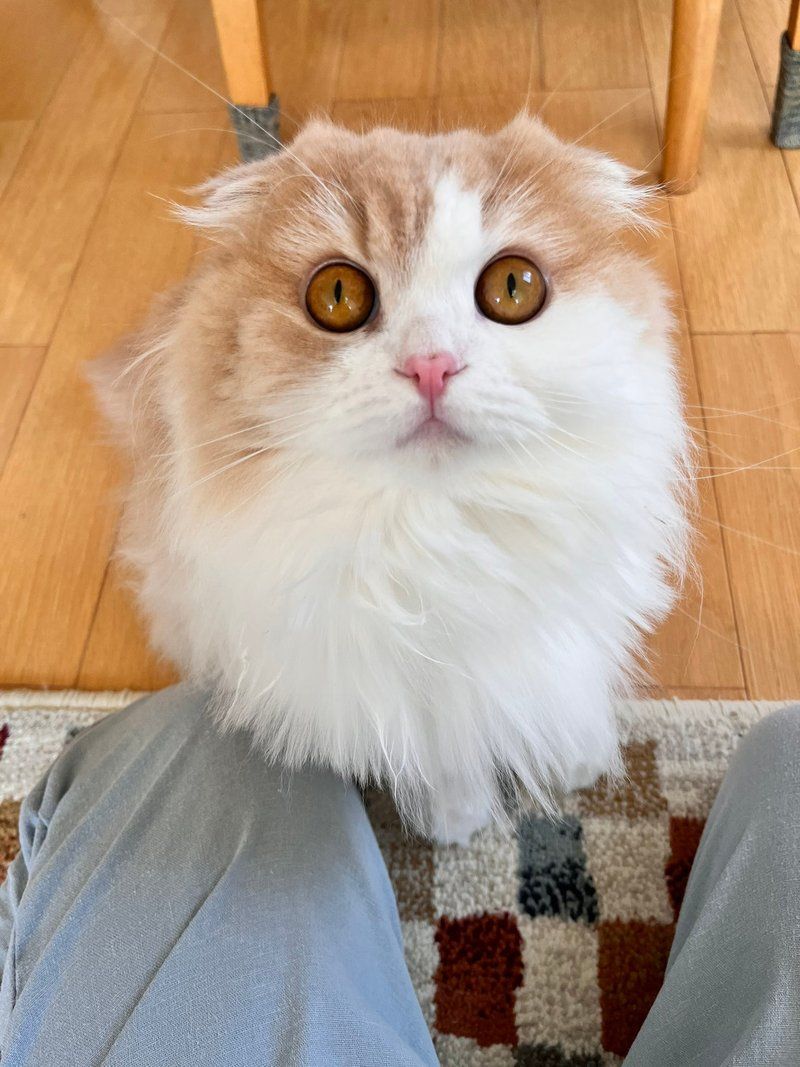 Komako in an elegant sitting pose showing her graceful posture