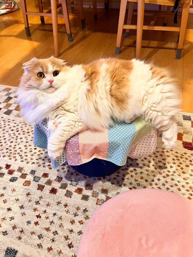 Komako in a playful, energetic pose showing her fun-loving side