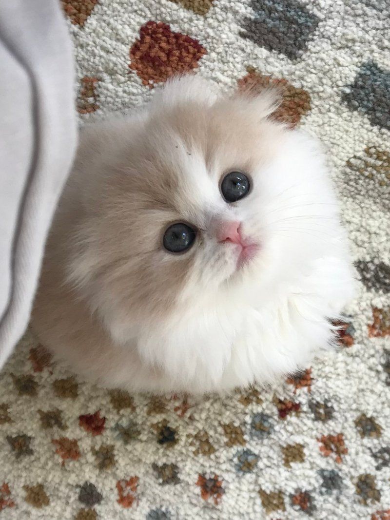 Three-year-old Komako sitting on a patterned rug, looking up at the camera with her signature wide eyes